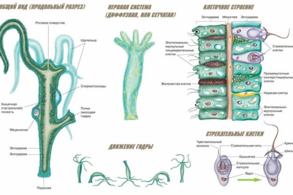 Кракен актуальная ссылка kraken torion net